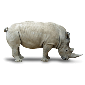 Rhino PNG-24818